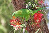 Scaly-breasted Lorikeetborder=